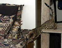 Trim and Lance at play.  